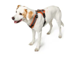 Hunter Hundegeschirr Maldon Orange/grau 11 Hunter Hundegeschirr Maldon Orange/grau -Günstiges Hundeshop Geschäft 1001102 Product
