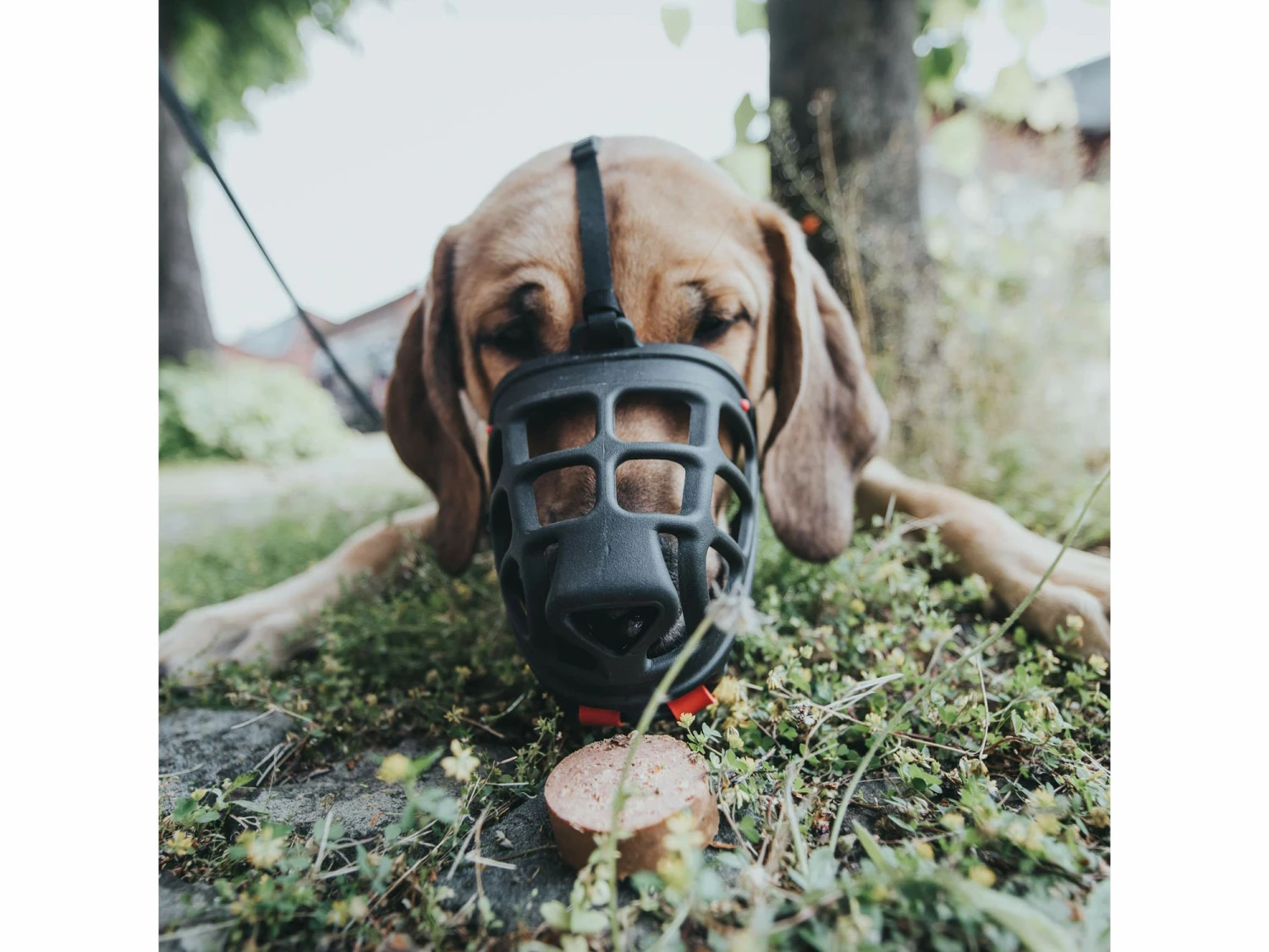 Hunter Maulkorb Albury 11 Hunter Maulkorb Albury – Bild 9