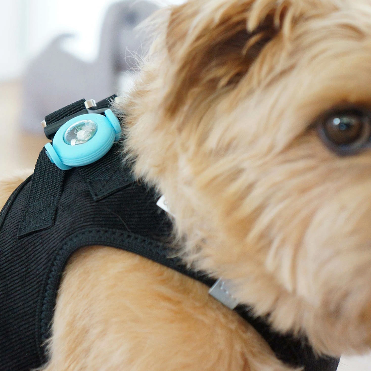 Curli Luumie Hundehalsband Und -Geschirrlicht 2-er Set 7 Curli Luumie Hundehalsband Und -Geschirrlicht 2-er Set – Bild 5