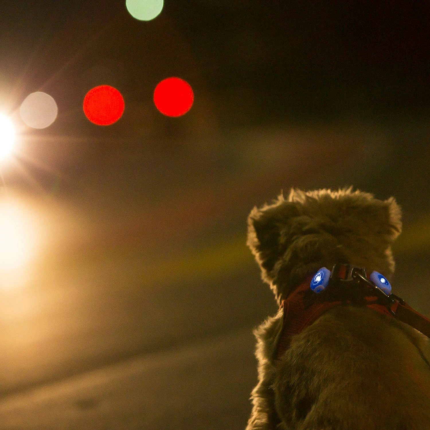 Curli Luumie Hundehalsband Und -Geschirrlicht 2-er Set 8 Curli Luumie Hundehalsband Und -Geschirrlicht 2-er Set – Bild 6