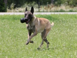 Kong Extreme Kauspielzeug Für Hunde 8 Kong Extreme Kauspielzeug Für Hunde -Günstiges Hundeshop Geschäft 1016447 Product