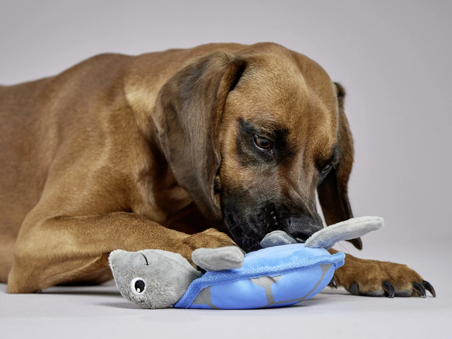 Wolters Ocean Range Schildkröte Plüschspielzeug Für Hunde 4 Wolters Ocean Range Schildkröte Plüschspielzeug Für Hunde – Bild 2