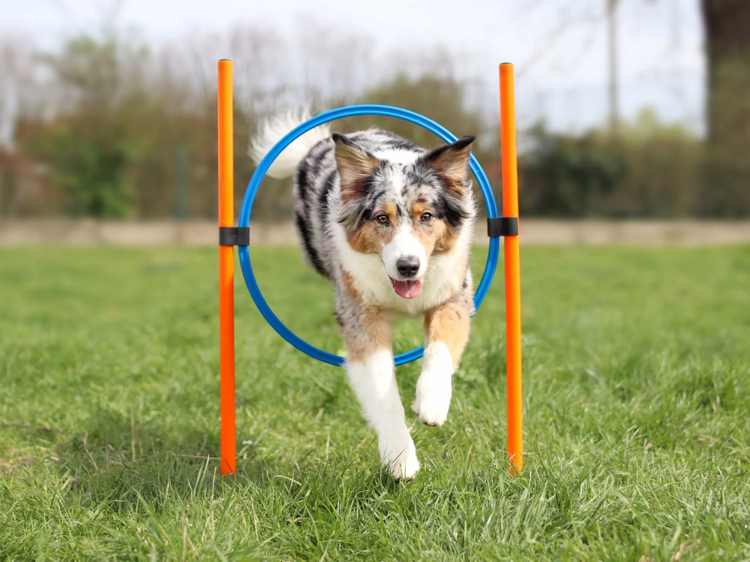 Agility Starter Set X 4 Agility Starter Set X – Bild 2