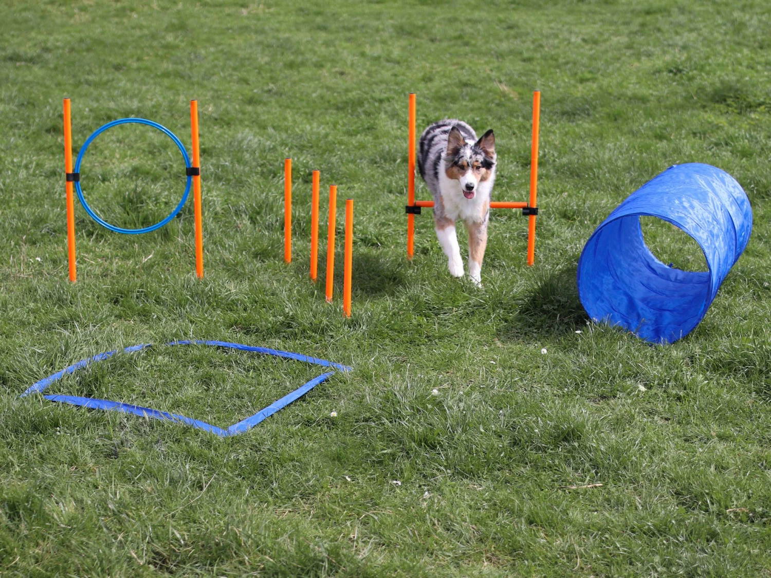 Agility Starter Set X 7 Agility Starter Set X – Bild 5