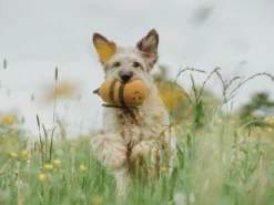 Hunter Hundespielzeug Florenz Plüschtier Hummel -Günstiges Hundeshop Geschäft 1028904 Product