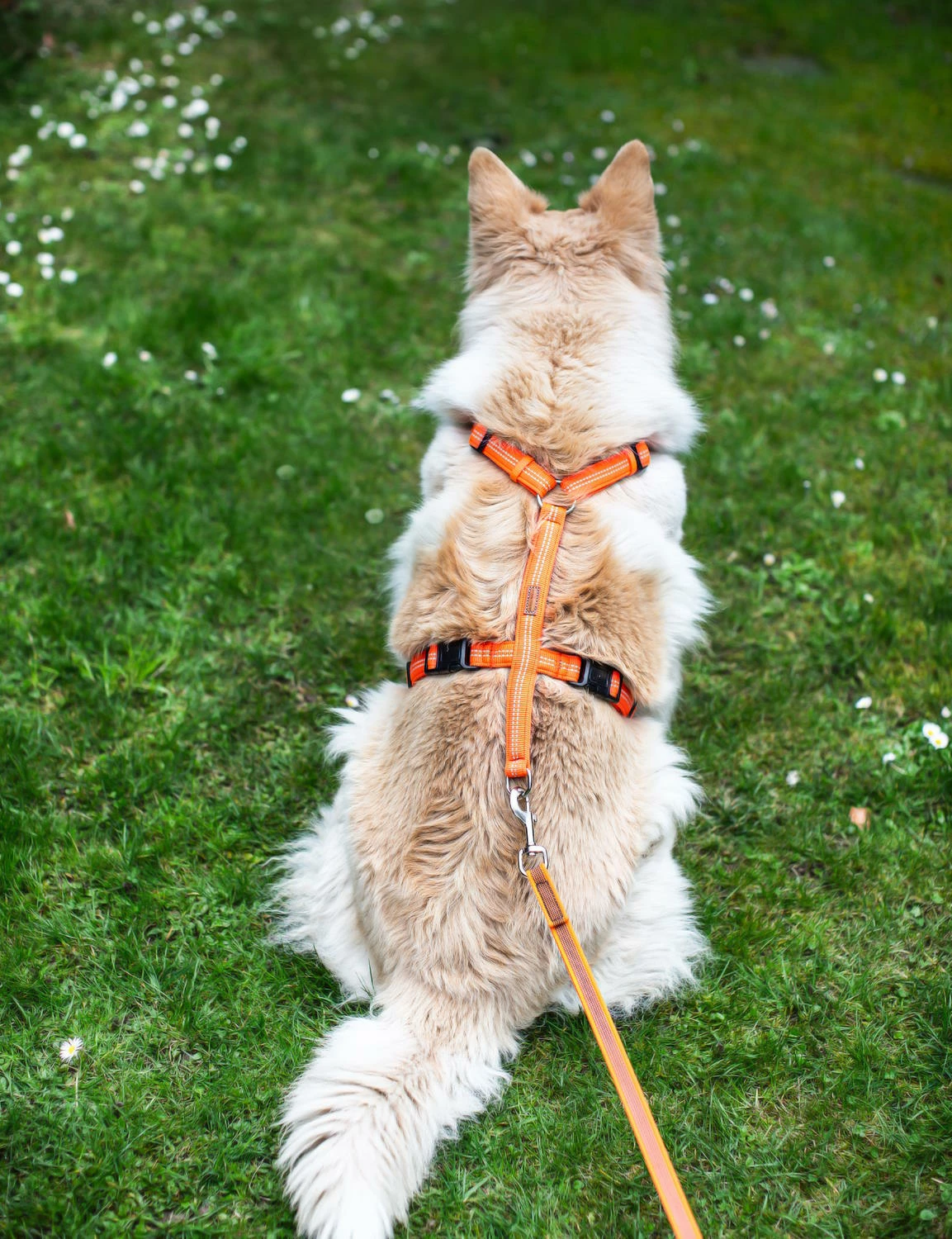 Feltmann Mantrailing Suchgeschirr Basic 6 Feltmann Mantrailing Suchgeschirr Basic – Bild 4