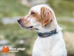 Non-Stop Dogwear Hundehalsband Roam Collar Orange 9 Non-Stop Dogwear Hundehalsband Roam Collar Orange -Günstiges Hundeshop Geschäft 1035910 Product