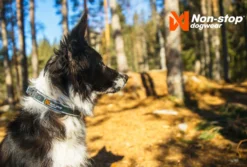 Non-Stop Dogwear Hundehalsband Roam Collar Orange 10 Non-Stop Dogwear Hundehalsband Roam Collar Orange -Günstiges Hundeshop Geschäft 1035911 Product