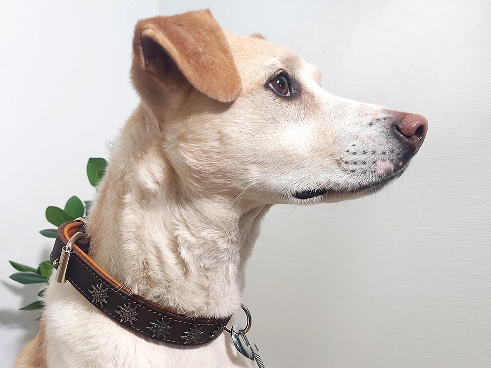 Relaxoo Fettleder Hundehalsband Edelweiß Just Hundesport Edition 7 Relaxoo Fettleder Hundehalsband Edelweiß Just Hundesport Edition – Bild 5