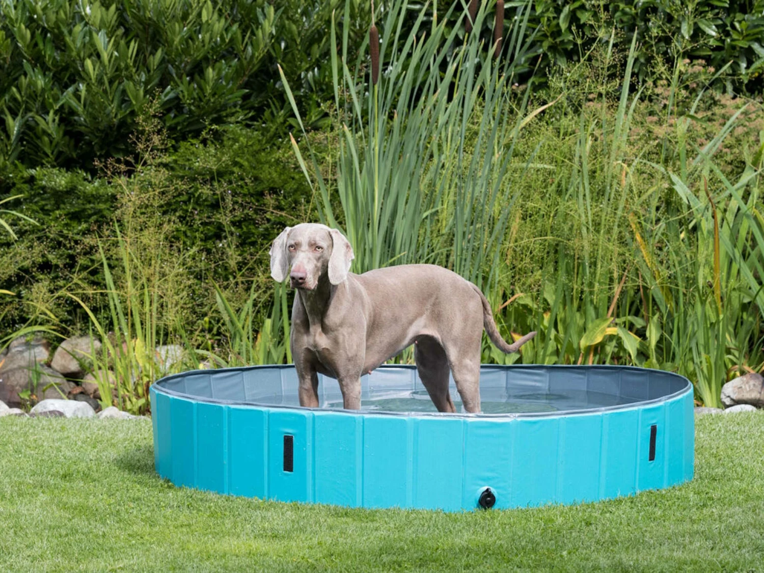 Trixie Hundepool Planschbecken Für Hunde 9 Trixie Hundepool Planschbecken Für Hunde – Bild 7