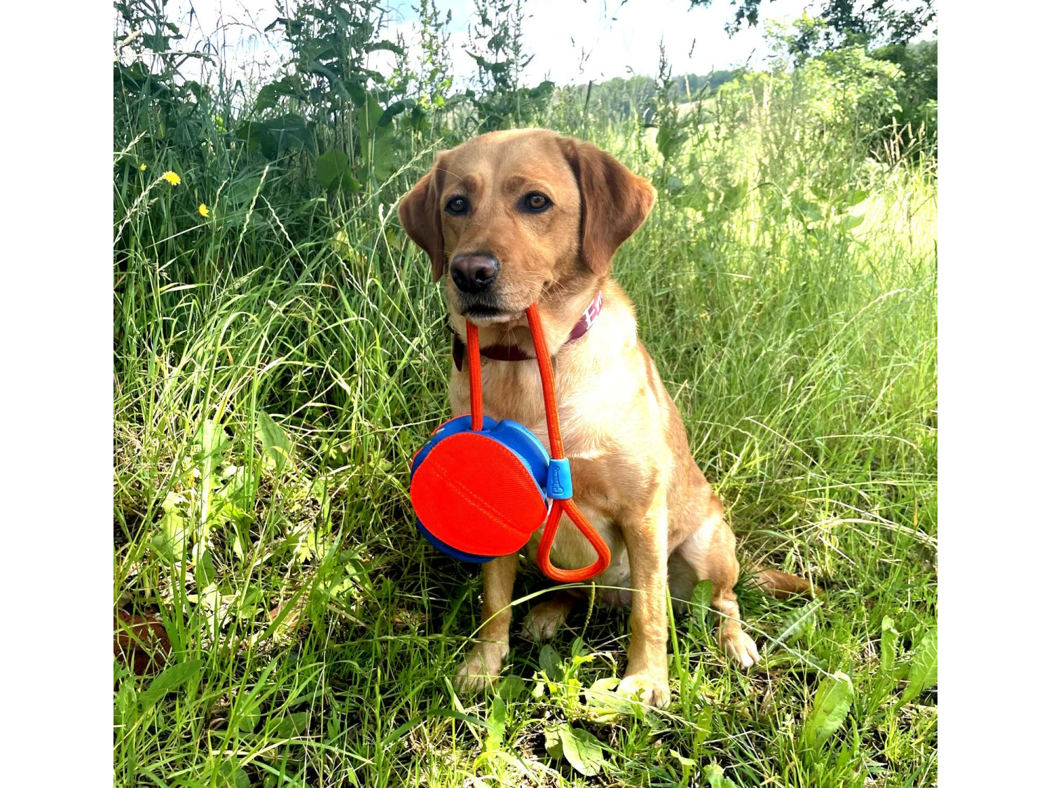 Chuckit Rope Fetch Großer Spielball Für Hunde 6 Chuckit Rope Fetch Großer Spielball Für Hunde – Bild 4