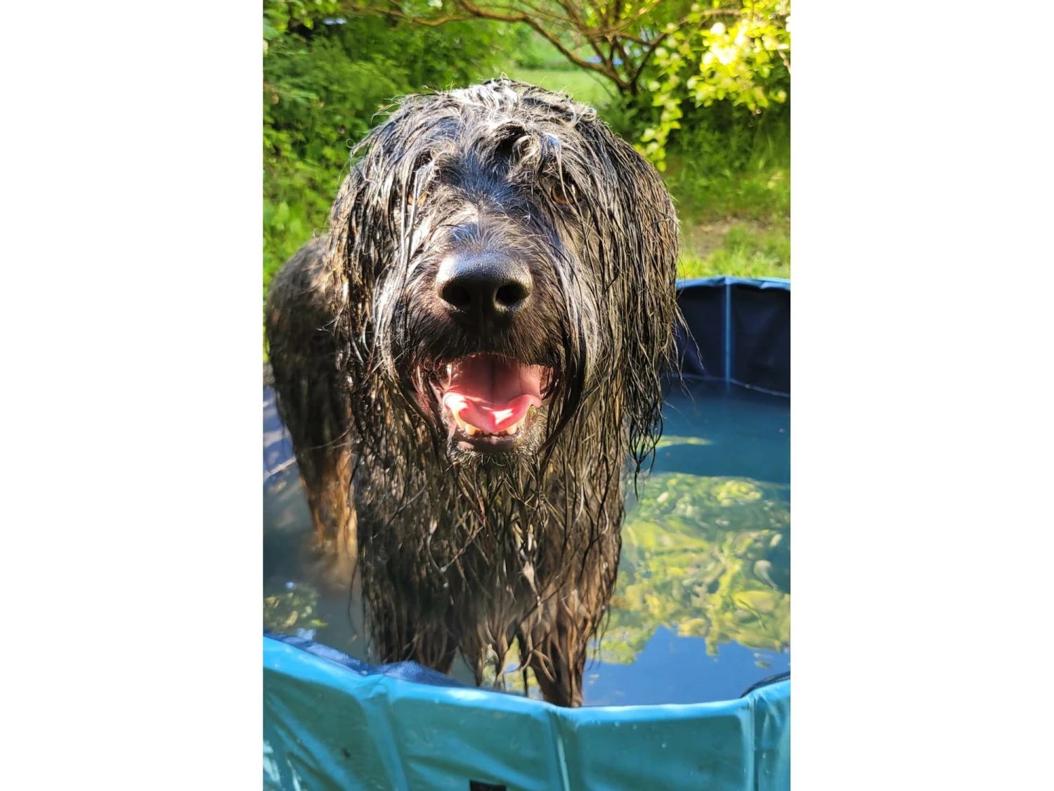 Trixie Hundepool Planschbecken Für Hunde 10 Trixie Hundepool Planschbecken Für Hunde – Bild 8