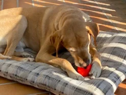 Moby Softbaits Soft Hundeball Lemon Sunshine 7 Moby Softbaits Soft Hundeball Lemon Sunshine -Günstiges Hundeshop Geschäft 1046486 Product