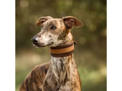 Windhundhalsband Wüstenzauber Havanna/sahara 7 Windhundhalsband Wüstenzauber Havanna/sahara -Günstiges Hundeshop Geschäft 1046582 Product