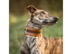 Windhundhalsband Wüstenzauber Cognac/havanna 7 Windhundhalsband Wüstenzauber Cognac/havanna -Günstiges Hundeshop Geschäft 1046678 Product