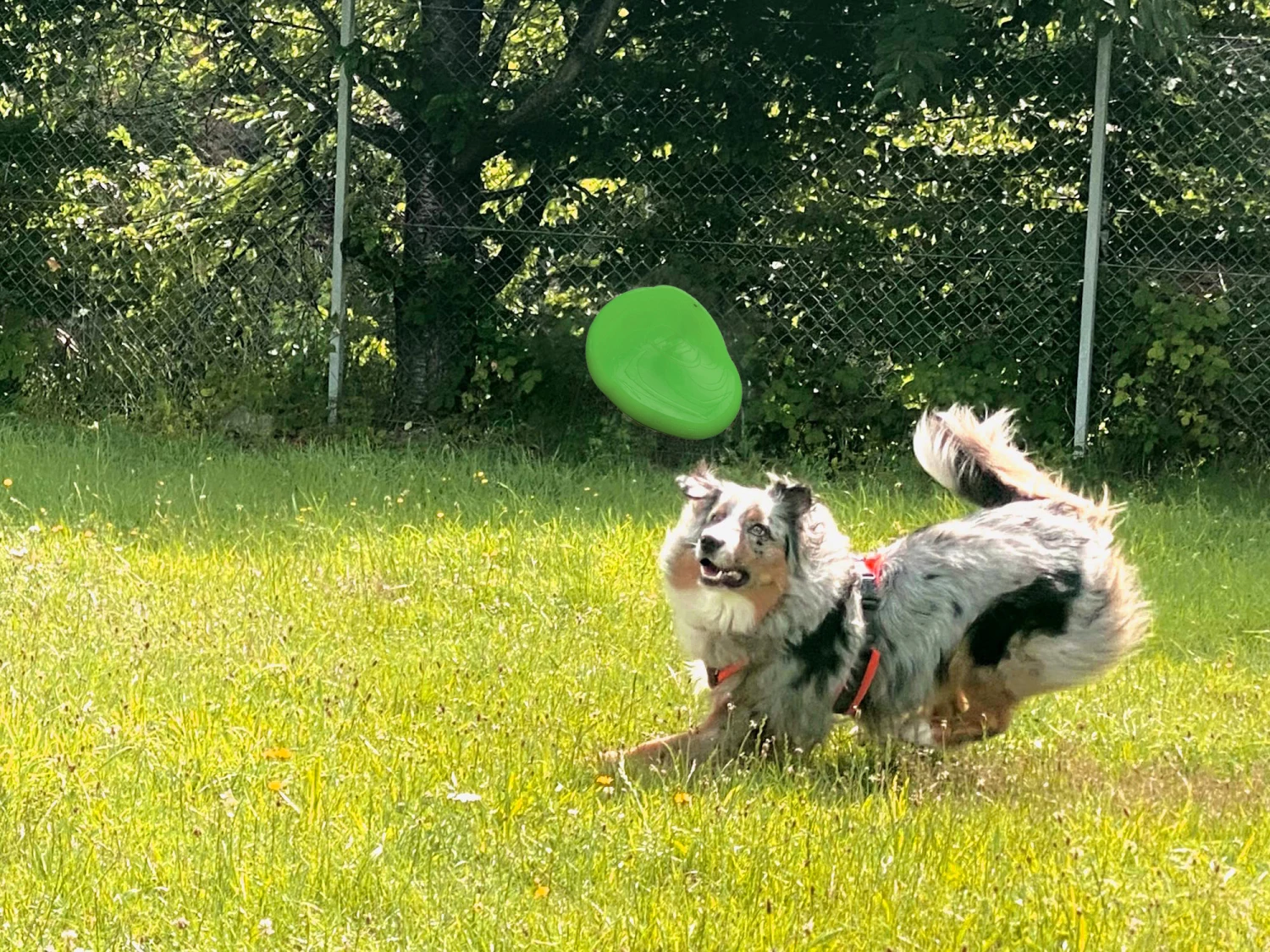 Moby Softbaits Soft Frisbee Für Hunde Lemon Sunshine 4 Moby Softbaits Soft Frisbee Für Hunde Lemon Sunshine – Bild 2