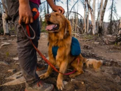 Ruffwear Flat Out™ Hundeleine Ember Distortion -Günstiges Hundeshop Geschäft 1050573 Product