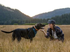 Ruffwear Flat Out™ Hundehalsband Autumn Horizon 7 Ruffwear Flat Out™ Hundehalsband Autumn Horizon -Günstiges Hundeshop Geschäft 1051132 Product