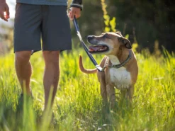 Ruffwear Chain Reaction™ Martingal Hundehalsband Sunset -Günstiges Hundeshop Geschäft 1056836 Product