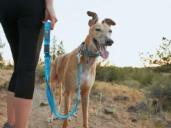 Ruffwear Web Reaction™ Martingal Hundehalsband Blue Dusk 12 Ruffwear Web Reaction™ Martingal Hundehalsband Blue Dusk -Günstiges Hundeshop Geschäft 1057174 Product