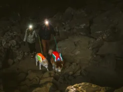 Ruffwear Lumenglow Reflektierende Weste Für Hunde Red Sumac 18 Ruffwear Lumenglow Reflektierende Weste Für Hunde Red Sumac -Günstiges Hundeshop Geschäft 1062689 Product