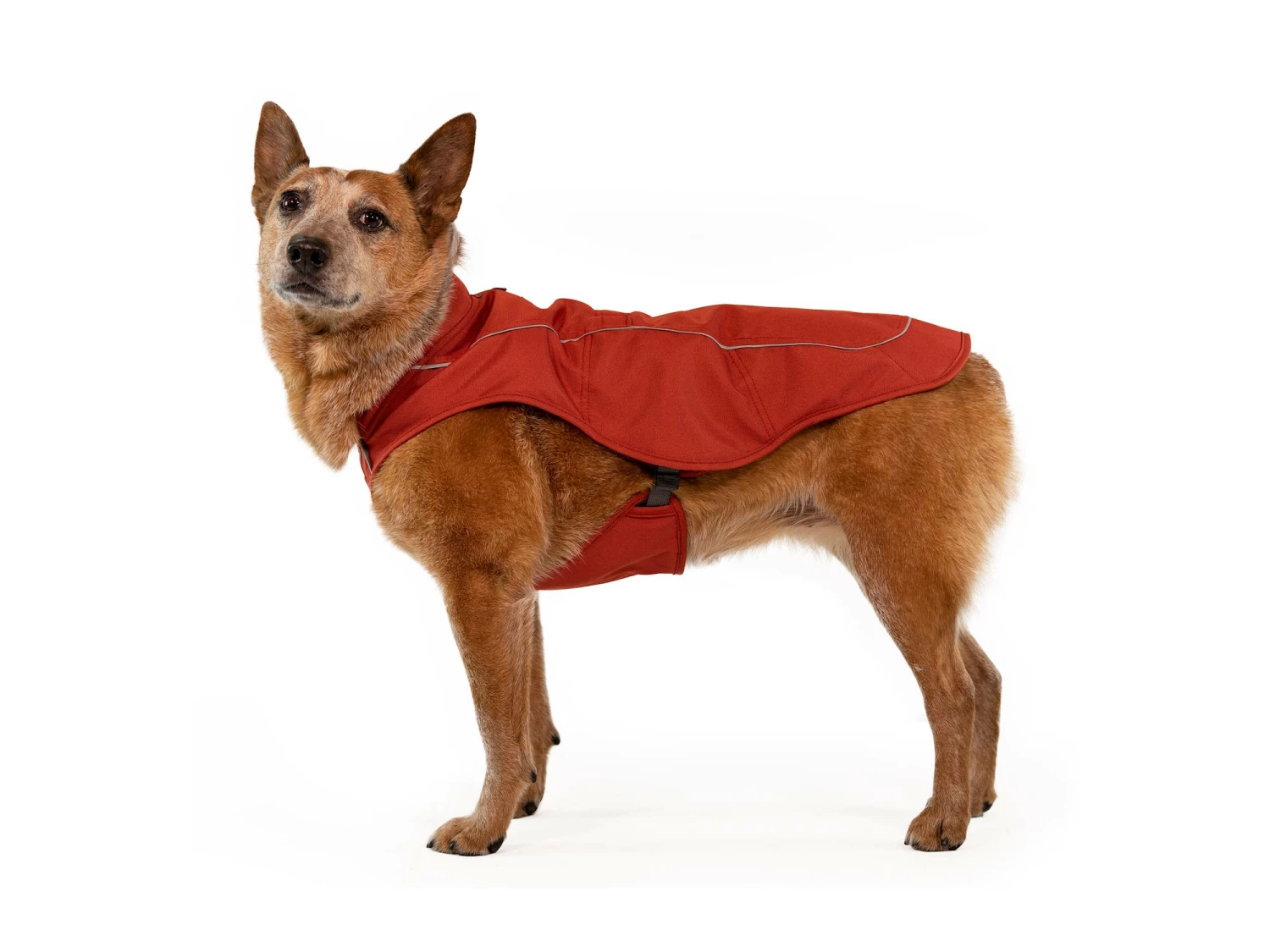 Ruffwear Overcoat™ Gefütterte Allwetter-Hundejacke Red Clay 7 Ruffwear Overcoat™ Gefütterte Allwetter-Hundejacke Red Clay – Bild 5