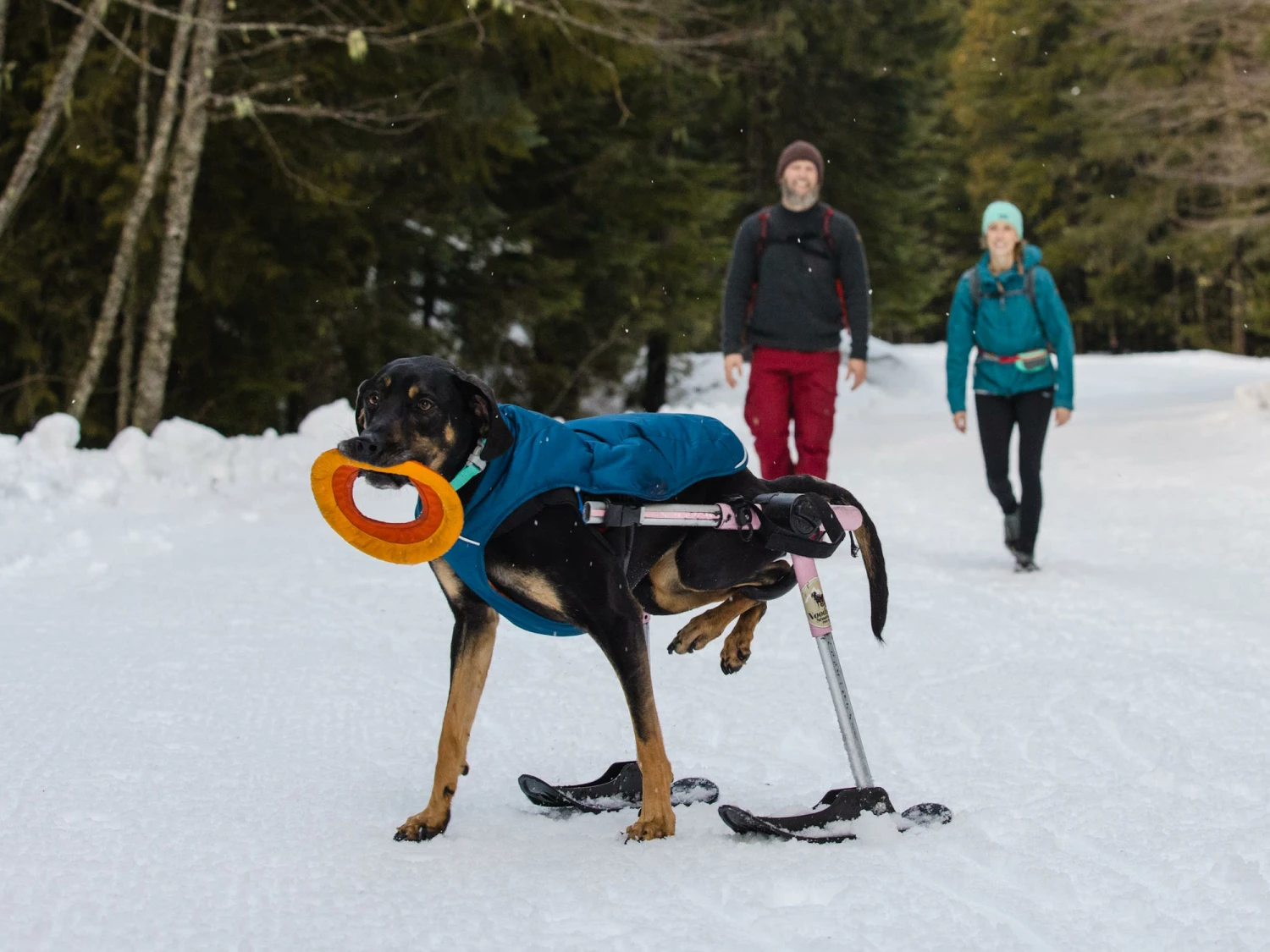 Ruffwear Quinzee™ Winter Hundejacke Blue Moon 9 Ruffwear Quinzee™ Winter Hundejacke Blue Moon – Bild 7