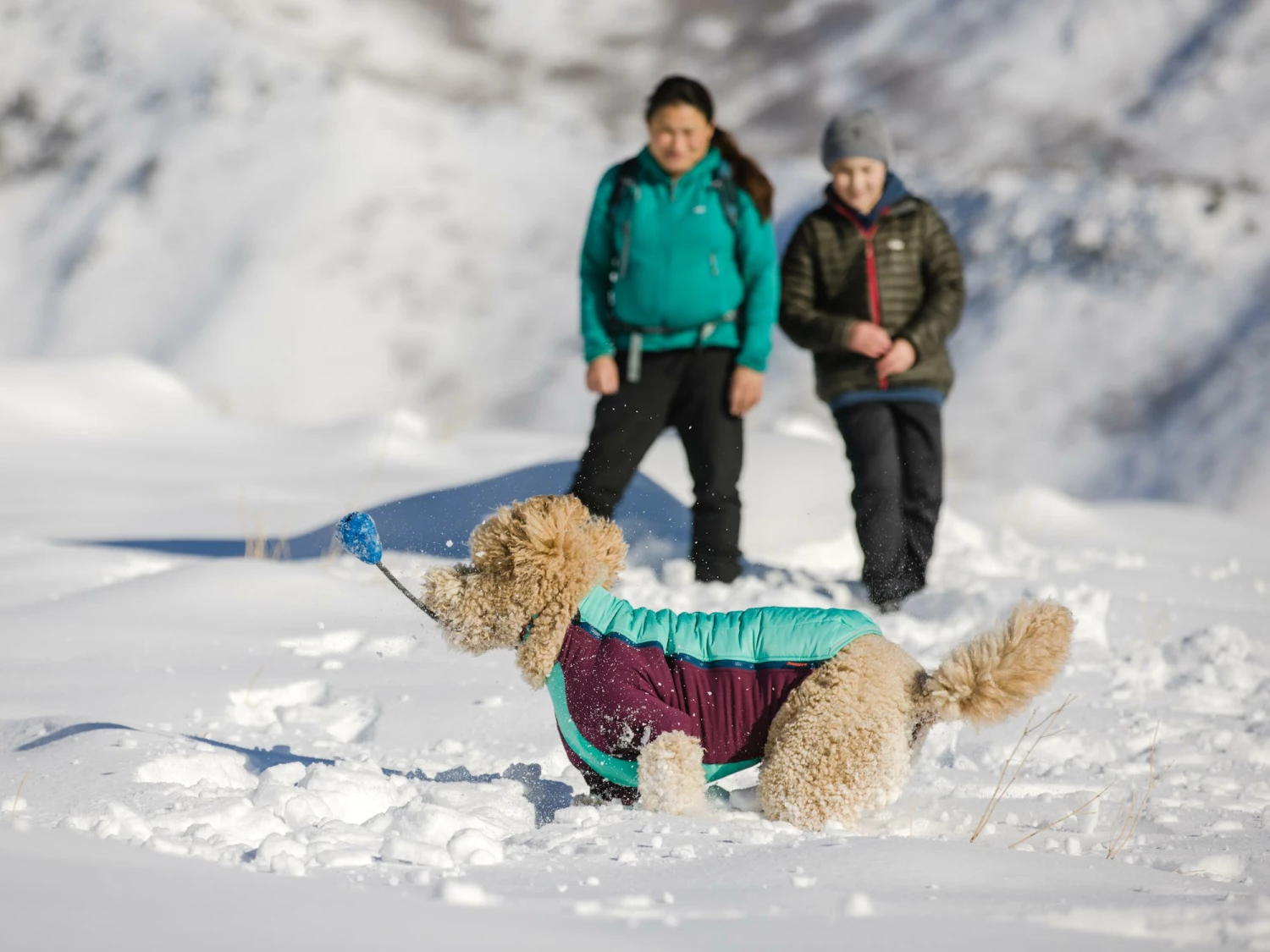 Ruffwear Powder Hound™ Winterjacke Für Hunde Aurora Teal 7 Ruffwear Powder Hound™ Winterjacke Für Hunde Aurora Teal – Bild 5
