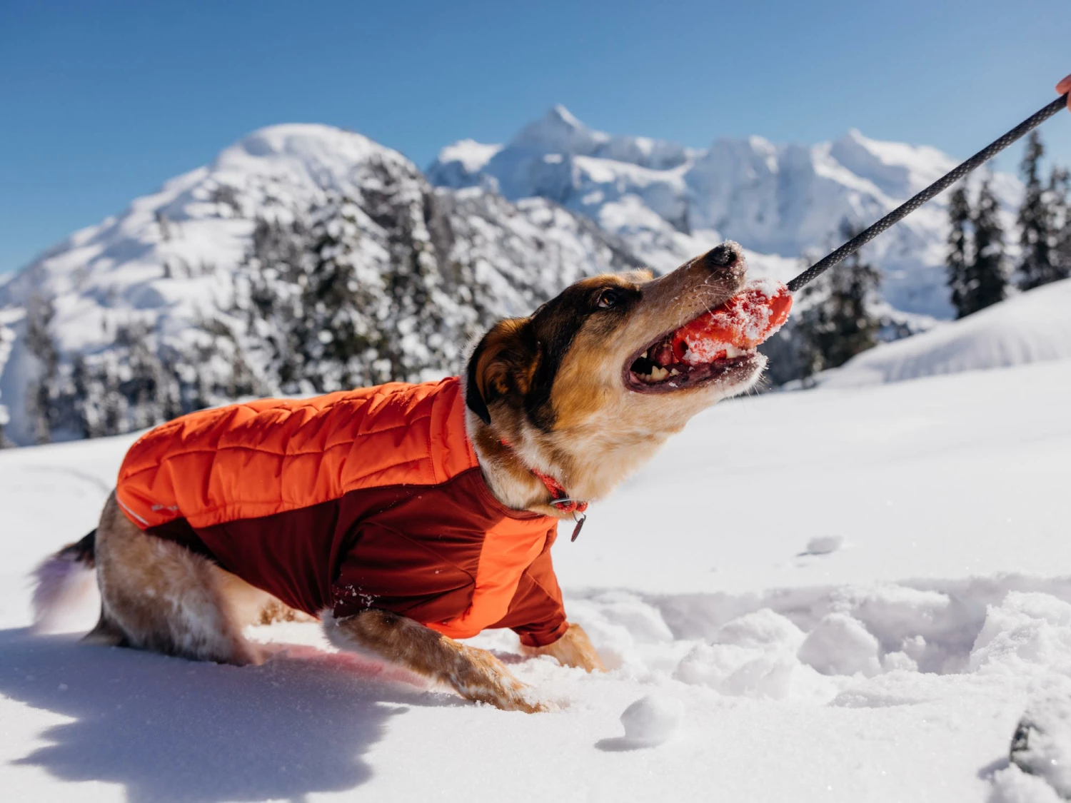 Ruffwear Powder Hound™ Winterjacke Für Hunde Persimmon Orange 10 Ruffwear Powder Hound™ Winterjacke Für Hunde Persimmon Orange – Bild 8