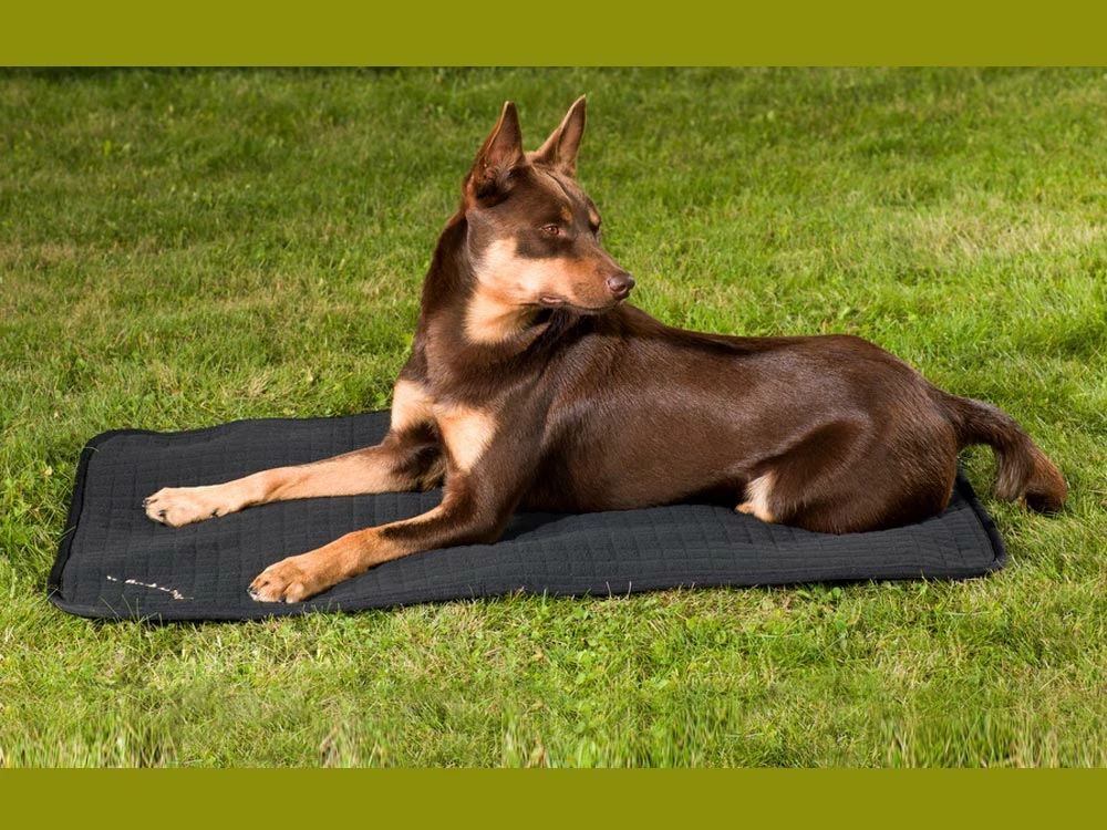 Back On Track Hundematratze Allround 6 Back On Track Hundematratze Allround – Bild 4