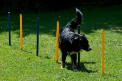 Dog Agility Slalom Und Hürden Agility Set 7 Dog Agility Slalom Und Hürden Agility Set -Günstiges Hundeshop Geschäft 133492 Product