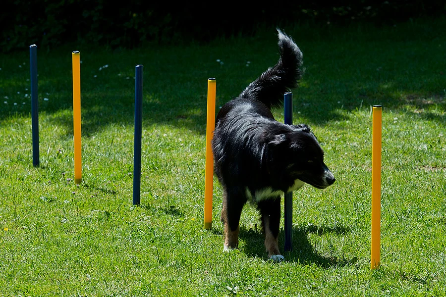 Dog Agility Slalom Und Hürden Agility Set 5 Dog Agility Slalom Und Hürden Agility Set – Bild 3