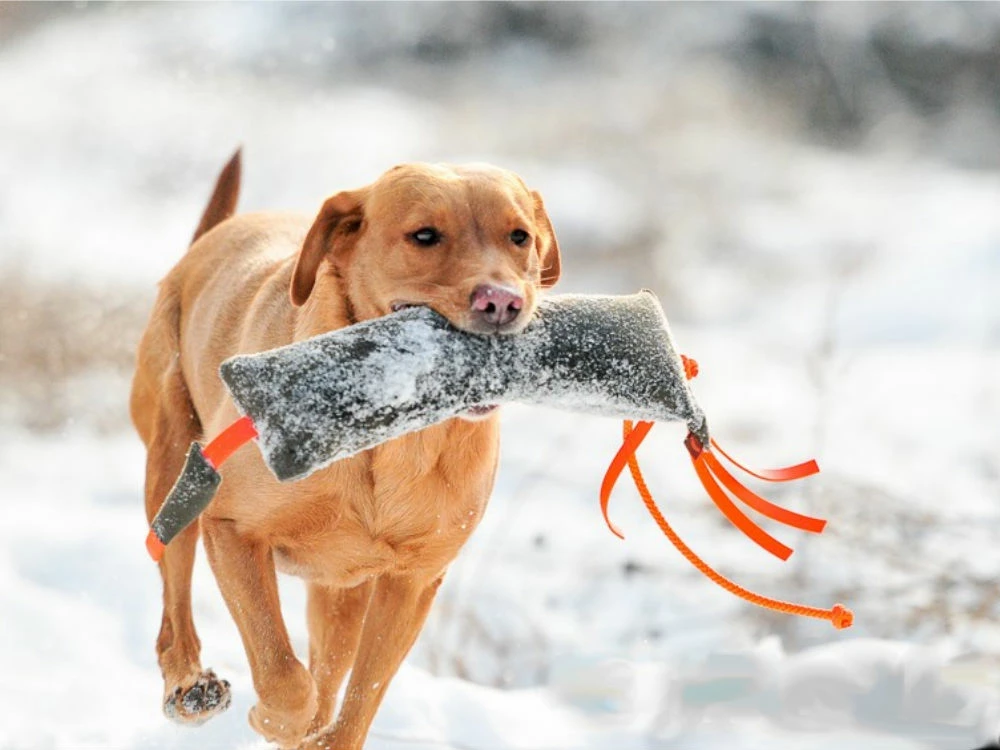 Firedog Wild Dummy Fasan 4 Firedog Wild Dummy Fasan – Bild 2