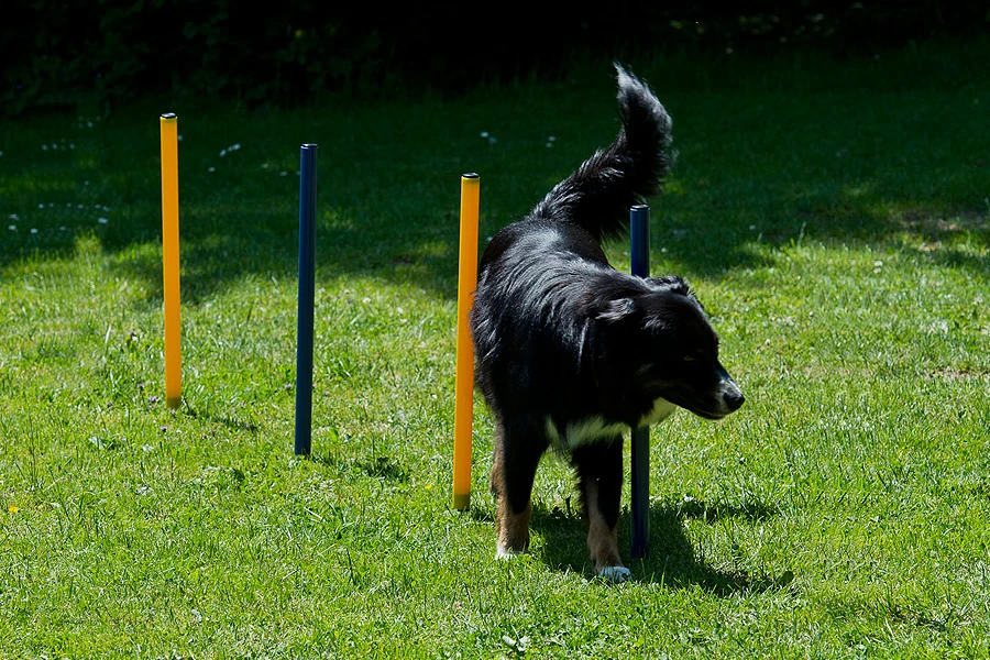 Dog Agility Set Starter 5 Dog Agility Set Starter – Bild 3
