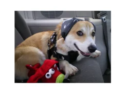 Mutt Muffs® Gehörschutz Für Hunde -schwarz- -Günstiges Hundeshop Geschäft 148167 Product