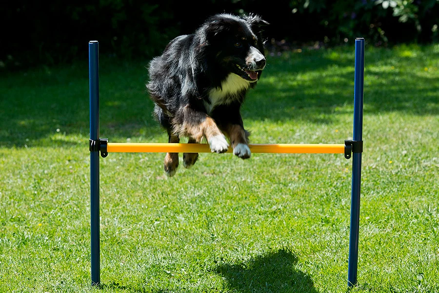 Dog Agility Set Expert 4 Dog Agility Set Expert – Bild 2