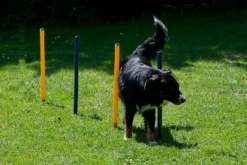 Dog Agility Set Expert 8 Dog Agility Set Expert -Günstiges Hundeshop Geschäft 148605 Product