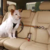 Kurgo Auto Zip Line Rückhaltesystem Für Hunde 1 Kurgo Auto Zip Line Rückhaltesystem Für Hunde -Günstiges Hundeshop Geschäft 151988 Product