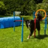 Dog Agility Set Champion K2 -Günstiges Hundeshop Geschäft 155086 Product