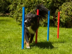 Dog Agility Set Champion K2 9 Dog Agility Set Champion K2 -Günstiges Hundeshop Geschäft 155088 Product