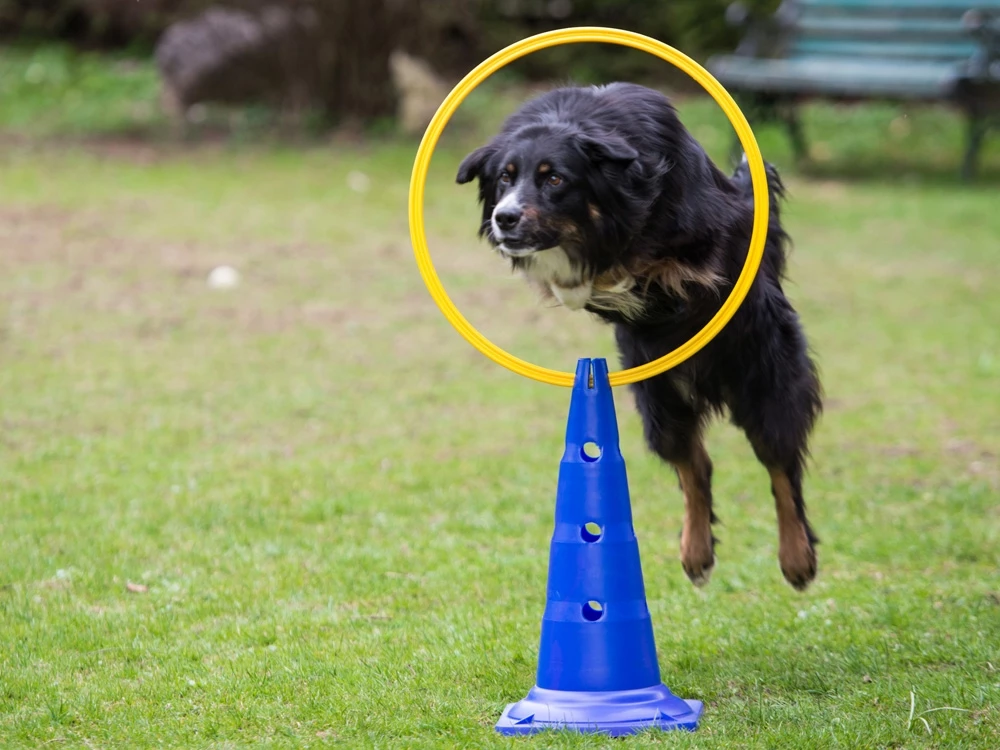 Dog Agility Sprungring Mit Stand-Pylone 3 Dog Agility Sprungring Mit Stand-Pylone