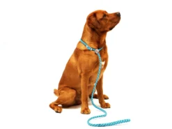 Wolters Everest Moxon Hundeleine Reflektierend Lime/schwarz 9 Wolters Everest Moxon Hundeleine Reflektierend Lime/schwarz -Günstiges Hundeshop Geschäft 176788 Product