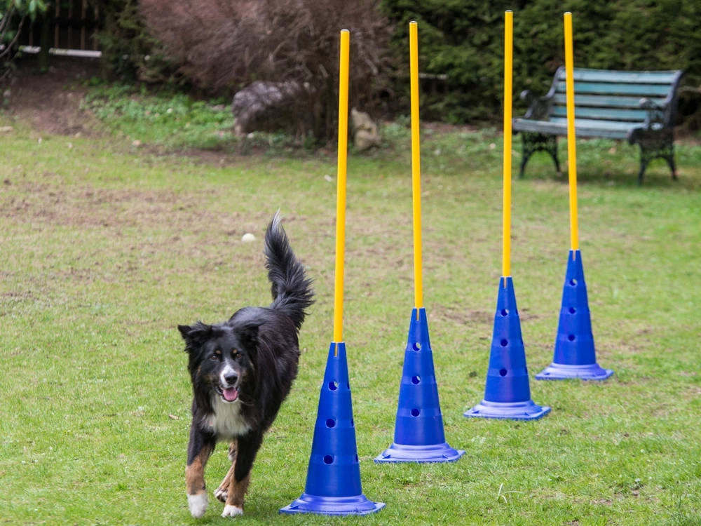Dog Agility Slalomstange Mit Stand-Pylone 3 Dog Agility Slalomstange Mit Stand-Pylone