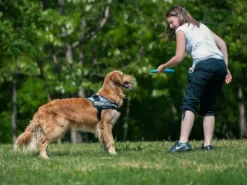 Julius K9 IDC Power Hundegeschirr Lila -Günstiges Hundeshop Geschäft 216615 Product