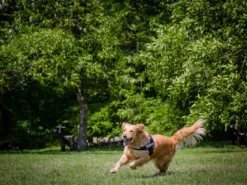 Julius K9 IDC Power Hundegeschirr Lila -Günstiges Hundeshop Geschäft 216616 Product