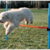 Trixie Agility Parcours Hürde, 115 X 3,3 Cm 1 Trixie Agility Parcours Hürde, 115 X 3,3 Cm -Günstiges Hundeshop Geschäft 242020 Product