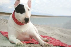 Coolkeeper Kühldecke Für Hunde Red Western 9 Coolkeeper Kühldecke Für Hunde Red Western -Günstiges Hundeshop Geschäft 258964 Product