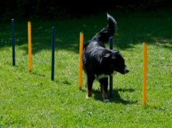 Dog Agility Set Profi -Günstiges Hundeshop Geschäft 277868 Product