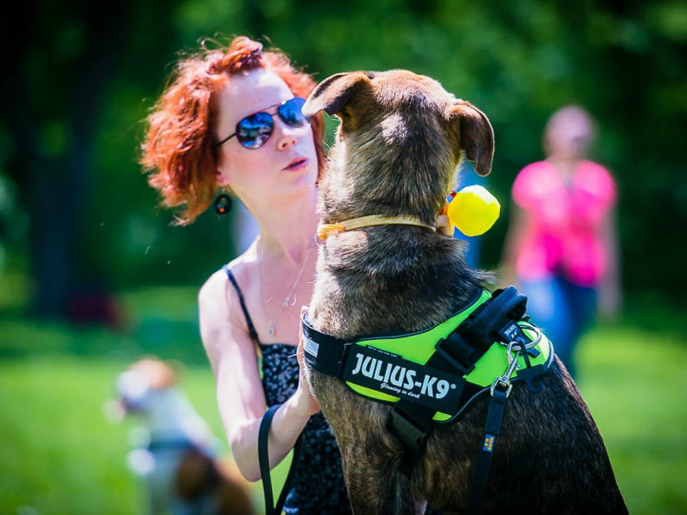 Julius K9 IDC Power Hundegeschirr Neon-grün 6 Julius K9 IDC Power Hundegeschirr Neon-grün – Bild 4