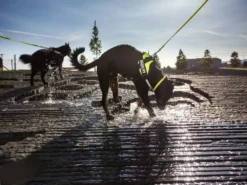 Julius K9 IDC Power Hundegeschirr Neon-grün 8 Julius K9 IDC Power Hundegeschirr Neon-grün -Günstiges Hundeshop Geschäft 322694 Product